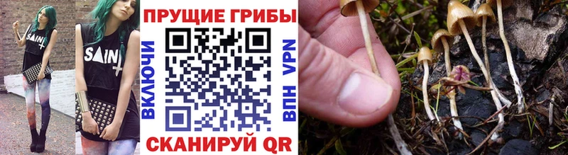 наркошоп  Сургут  Галлюциногенные грибы Psilocybine cubensis 